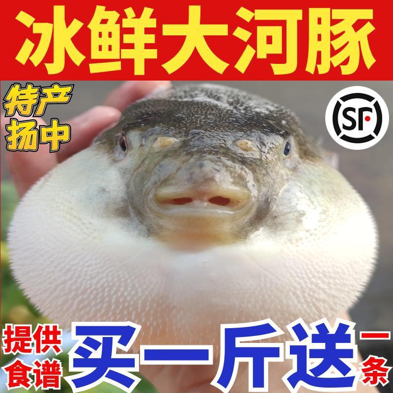 大河豚鱼批发即食扬中水产鲜活海鲜批发冰鲜养殖橘黄礼盒小巴鱼11