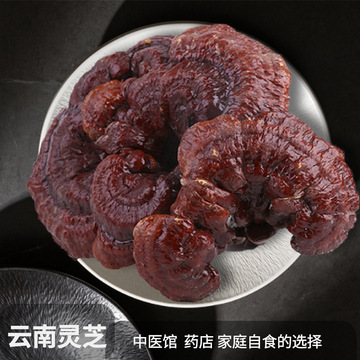 灵芝大号1000g 云南山林生长灵芝红赤灵 农户采摘批发云南灵芝