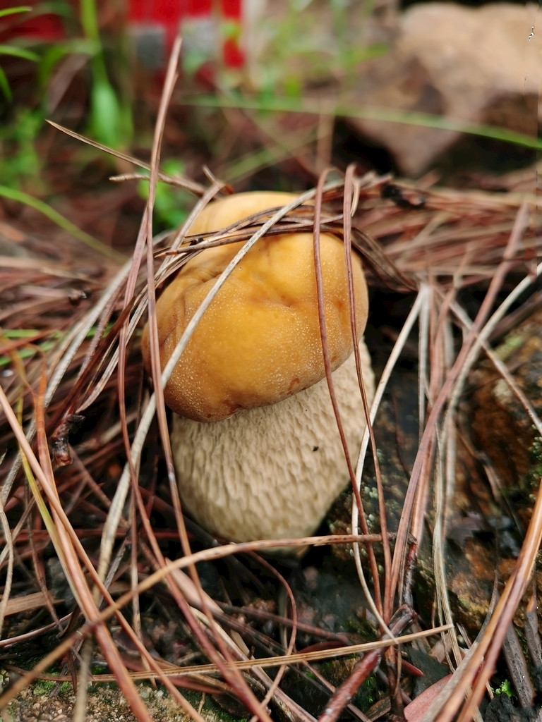 神农架野生牛肝菌100克-阿里巴巴