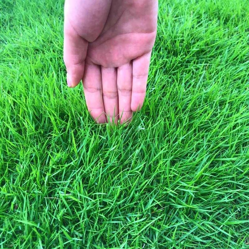 草坪种子四季常青狗牙根马尼拉黑麦草护坡草皮草子花卉组合草籽