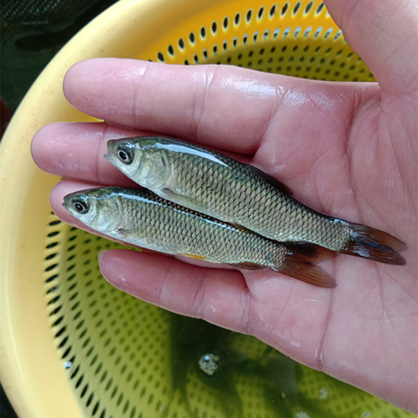 鱼苗选择技术在草鱼的养殖技术中,最关键的就是对草鱼鱼苗的科学选择