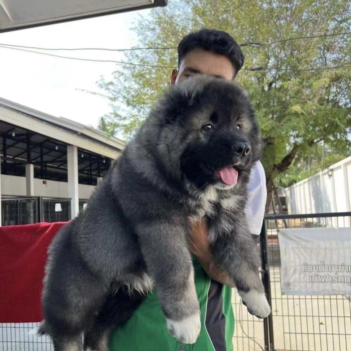 纯种高加索幼犬活体 高加索大骨架巨型犬高加索活体护卫犬-阿里巴巴