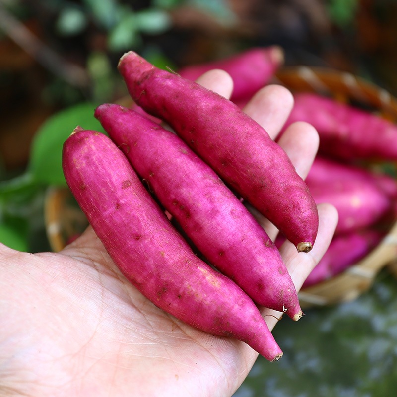 天目山小香薯 红薯 粉糯香甜 5斤 西六可发