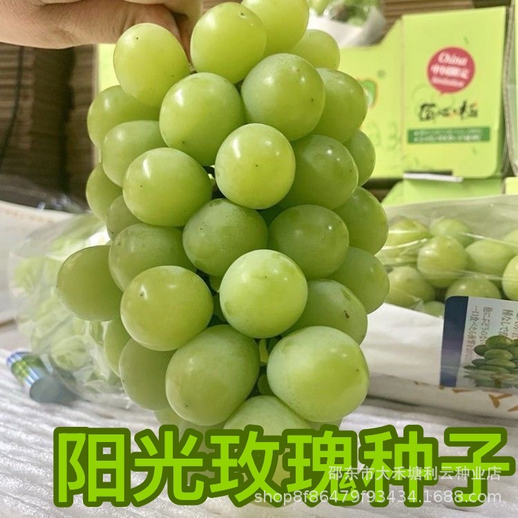 阳光玫瑰葡萄种子无籽脆甜庭院阳台搭架爬藤耐寒盆栽地栽水果种子