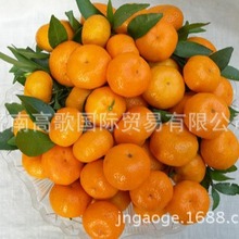 工厂直销  蜜桔mandarin orange  欢迎询价 大量选购