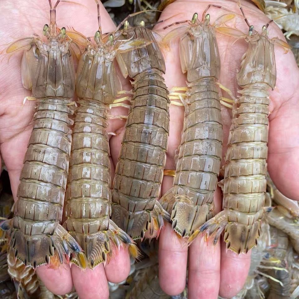 海鲜大皮皮虾鲜活虾爬子带膏黄虾姑爬爬虾全母琵琶虾水产熟冻