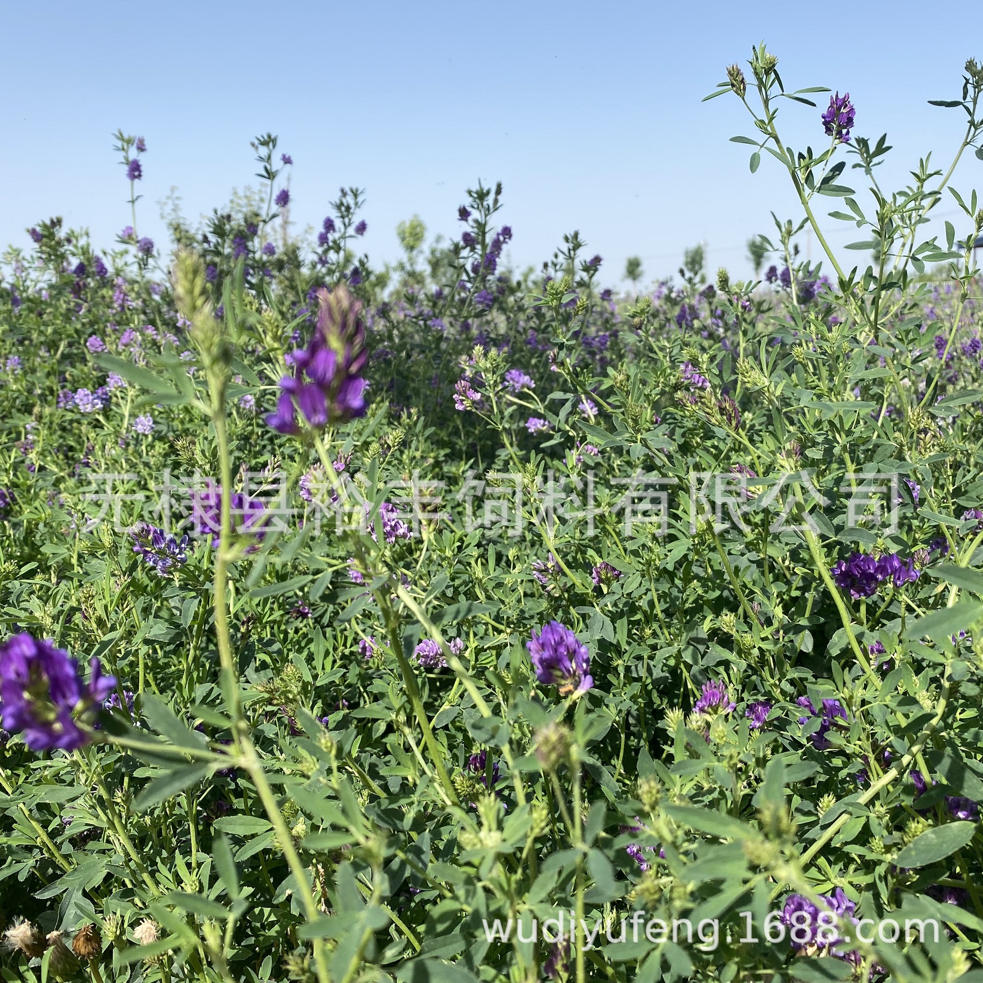 头茬新紫花苜蓿草捆气味芳香动物园用草