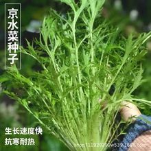 京水菜种子水晶菜种籽耐热耐寒四季春季秋季阳台盆栽蔬菜种子