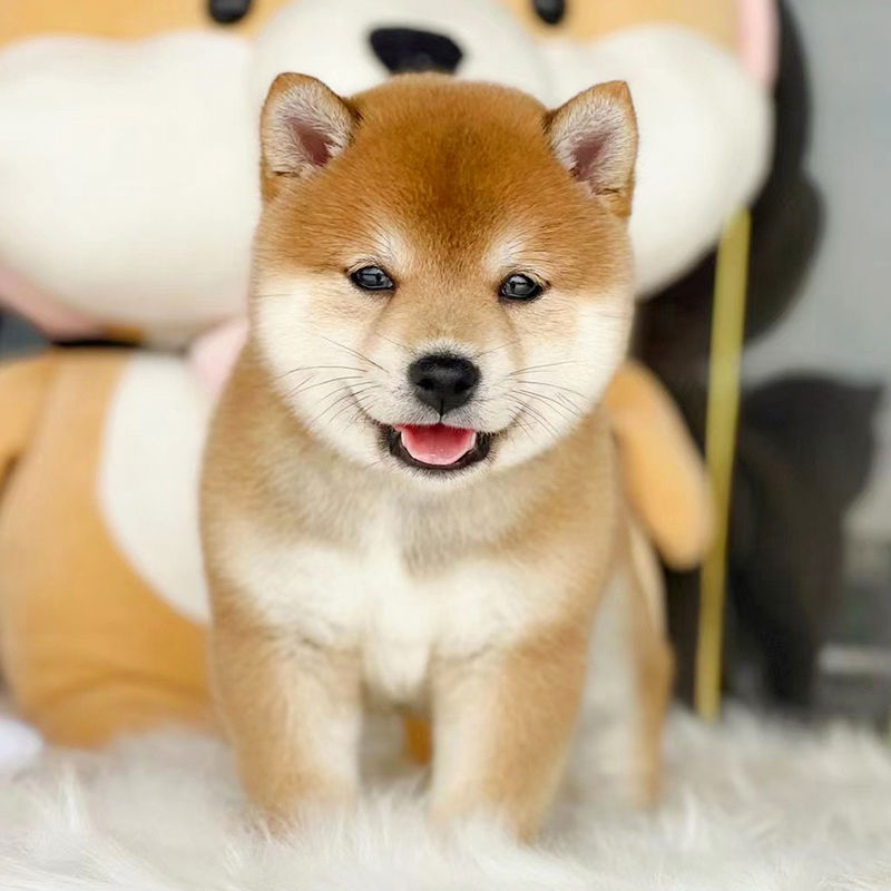 柴犬幼犬纯种小柴犬幼崽柴犬活体黑柴赤柴白柴犬豆柴犬秋田宠物狗