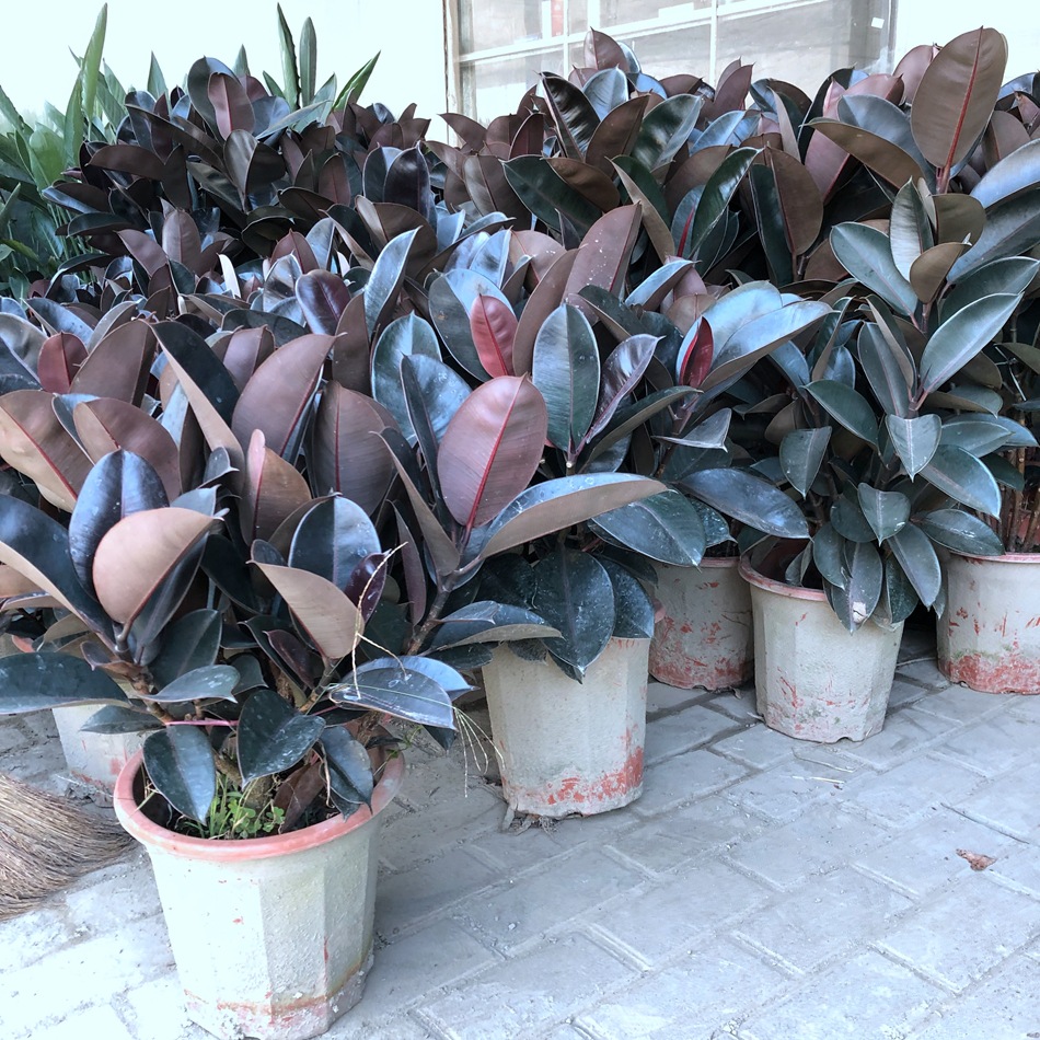 橡皮树盆栽 黑金刚 印度橡胶树 印度橡树 园林绿化园艺花卉盆栽