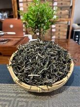 2024年头春忙肺乔木普洱茶非古树普洱茶生茶晒青茶散茶春茶