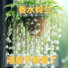 【首单直降】香水铃兰花苗浓香型带芽花卉绿植多年生耐寒植物四季
