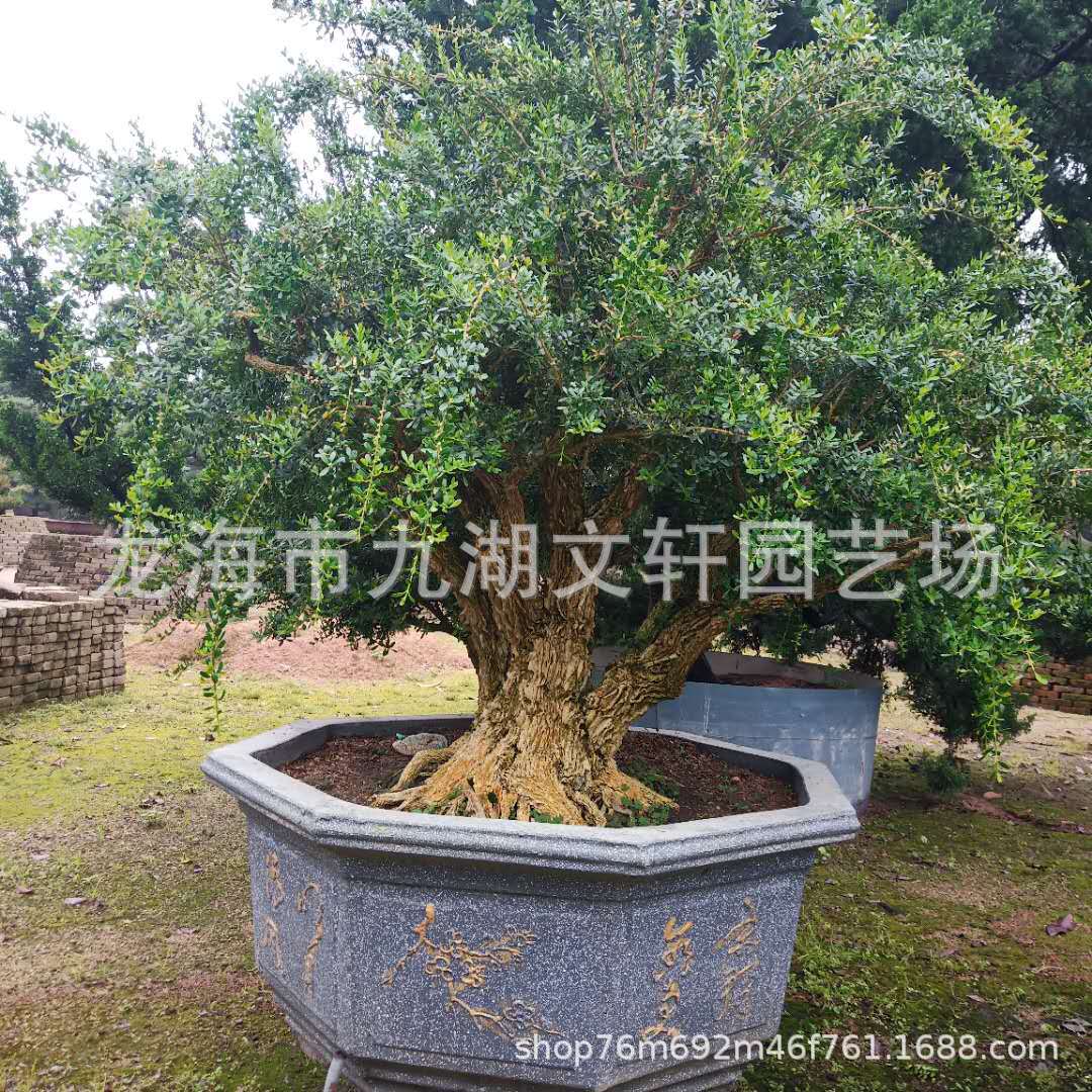 福建黄杨盆景基地种植批发 黄杨老桩10-35公分价格造型盆景-阿里巴巴