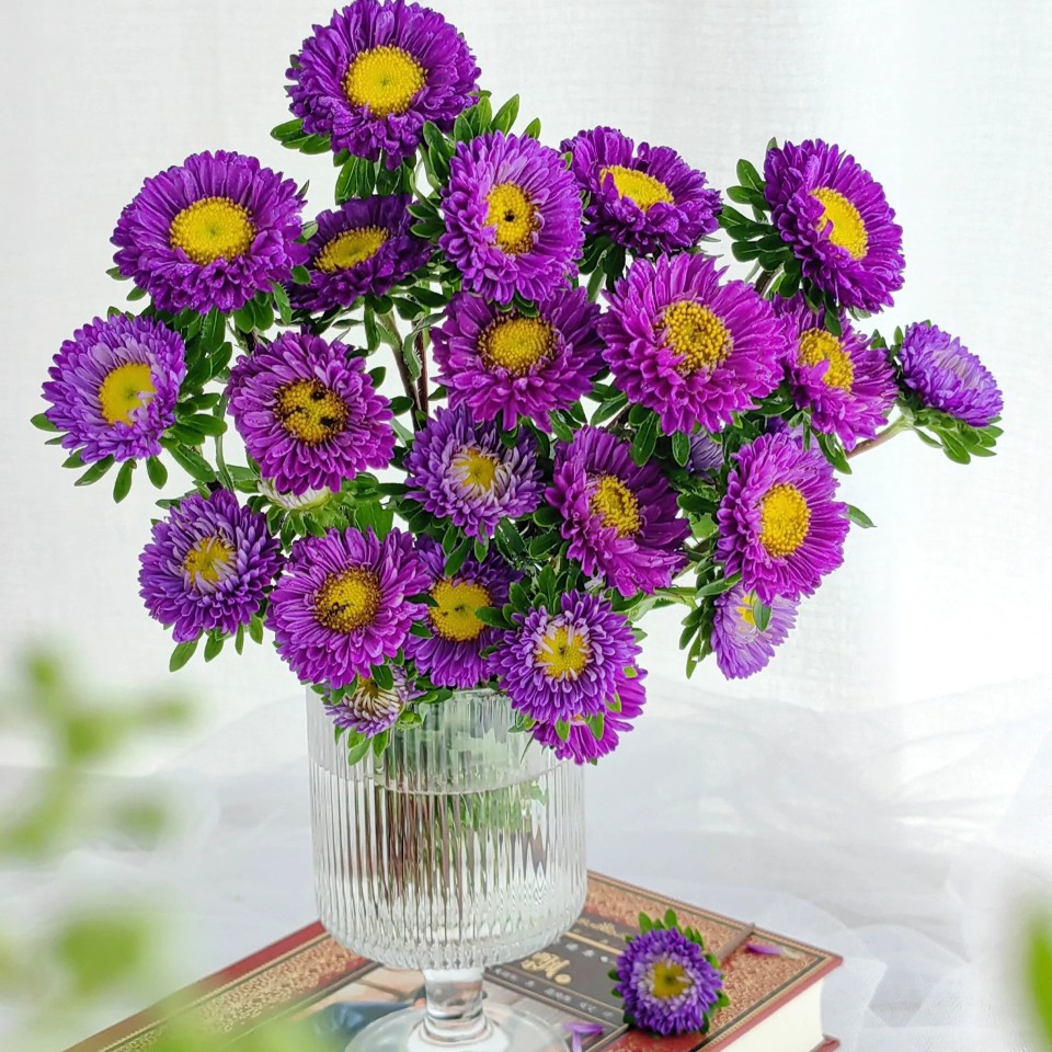 a级精选紫色翠菊鲜花云南昆明发货白色粉色翠菊家用水培鲜切花