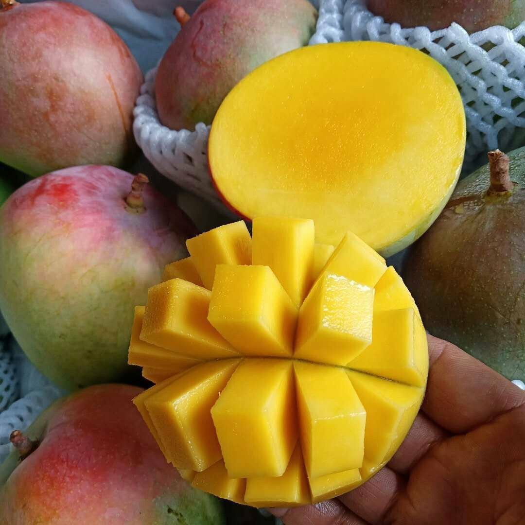 澳芒芒果大果新鲜水果5斤小核大芒果好物非攀枝花凯特青芒甜心芒