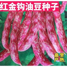 红金钩豆角种子高产四季播种春秋架豆东北油豆角种籽芸豆蔬菜种籽