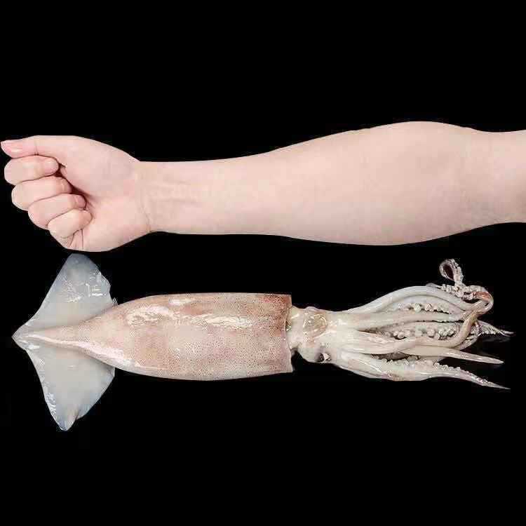 【顺丰包邮】冷链鲜活深海捕冷冻水产新鲜大鱿鱼尤鱼整条烧烤批发