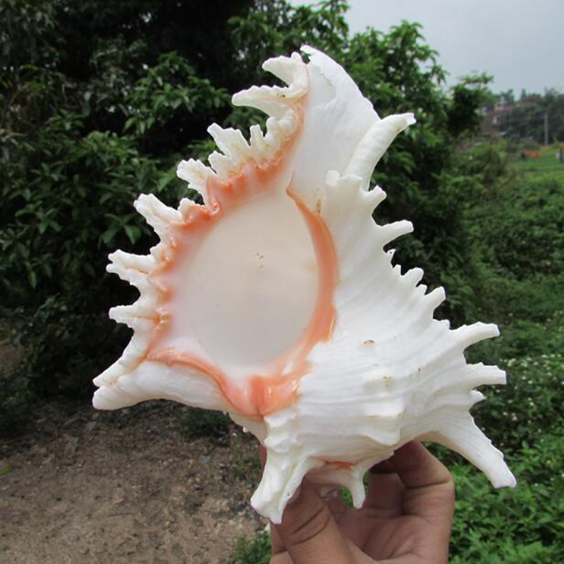 亚马逊热卖海洋 千手螺 鱼缸造景酒店餐盘摆件装饰 天然海螺贝壳