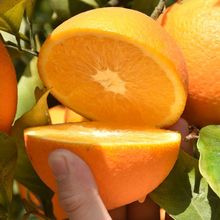 【香甜爆汁】江西赣南脐橙寻乌甜橙子当季孕妇新鲜水果手剥橙