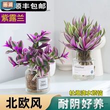 水培植物紫露兰盆栽室内办公室花卉水养粉掌蝴蝶兰油画婚礼吊兰