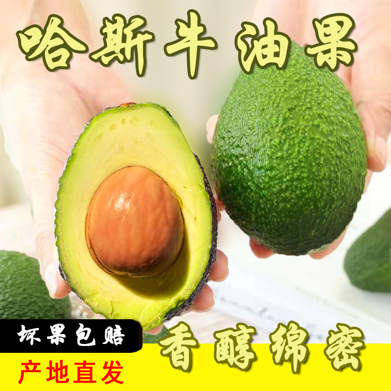 云南哈斯牛油果国产鳄梨牛油果新鲜水果产地直发整箱包邮一件代发