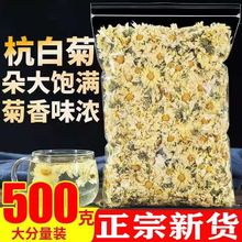 厂家直销正宗桐乡杭白菊新货菊花茶非特级头茬天然无添加花茶批发