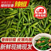 樟树港新鲜辣椒樟树港原种辣椒湖南樟树港正宗旗舰店湘阴礼盒装