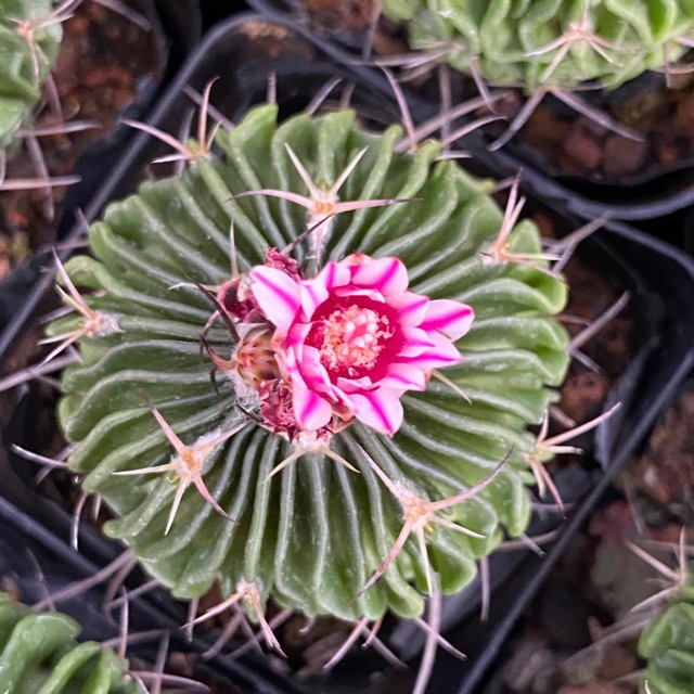 多棱玉直径4-5厘米实生开花仙人球趣味盆栽多肉植物基地直发-阿里巴巴