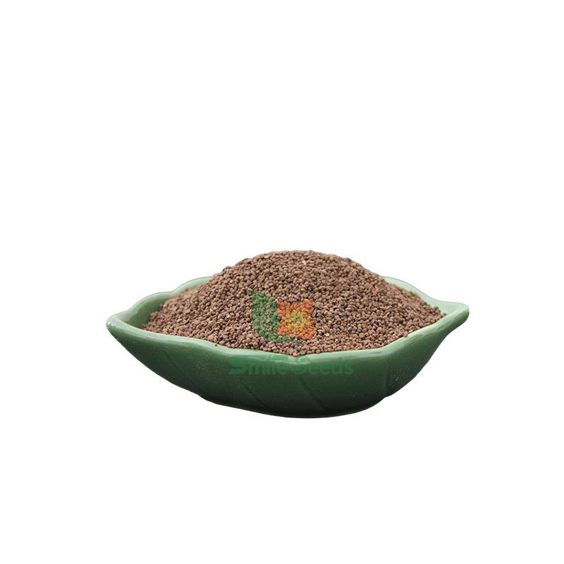 报春花种子多年生宿根阳台盆栽四季樱草种籽耐寒易种欧洲报春种子