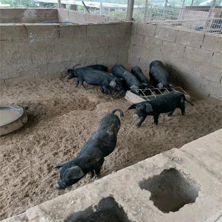 巴马香猪 藏香猪活体养殖基地 香猪幼崽 迷你宠物香猪出售