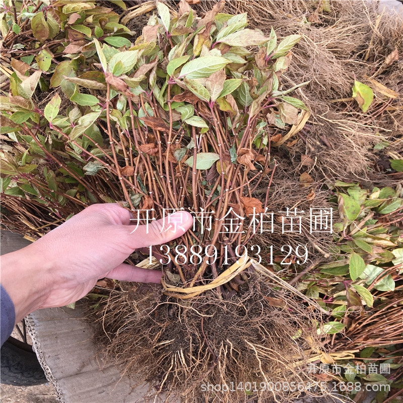 批发东北 木绣球小苗 圆锥绣球 东北木绣球 绣球花 全国发货-阿里巴巴