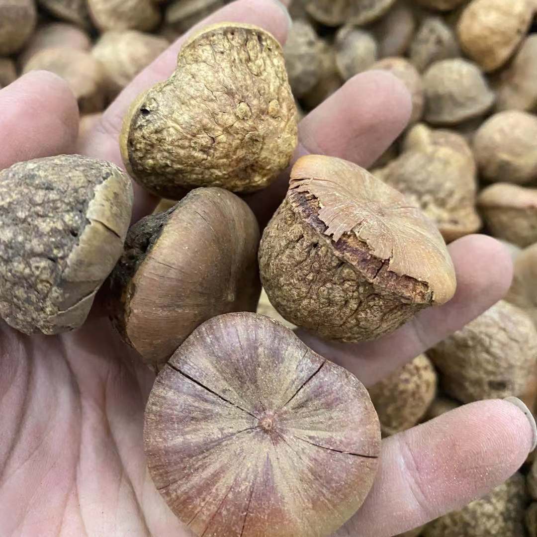 2021新货风流果 厚鳞柯 龟头果 益肾子龟头子阳果男性泡酒料500克