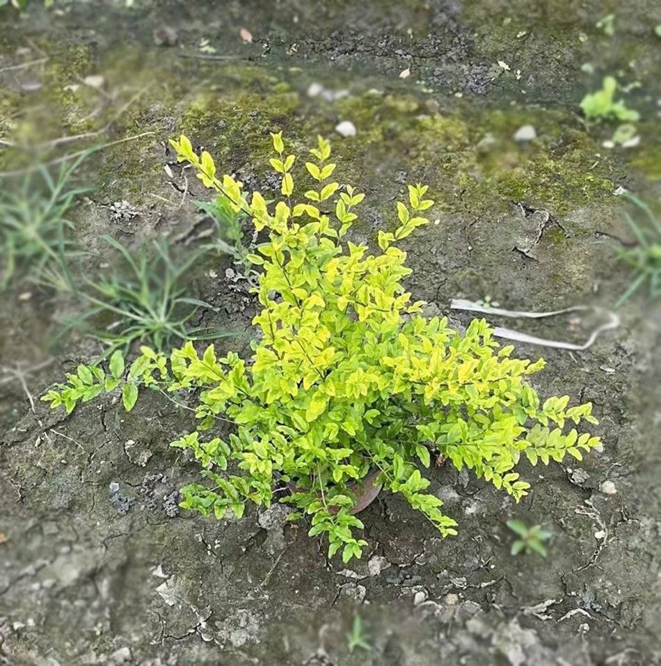 亮晶女贞盆栽苗 白蜡树 小蜡树 女桢 桢木 园林绿化苗木地被植物