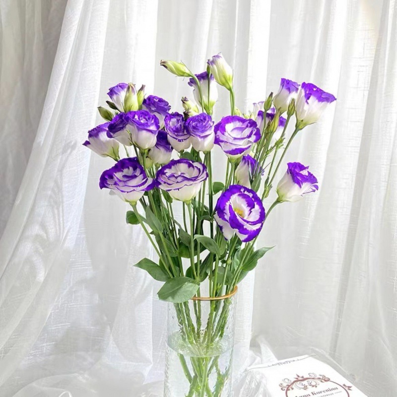 昆明鲜花洋桔梗-昆明鲜花洋桔梗厂家,品牌,图片,热帖-阿里巴巴