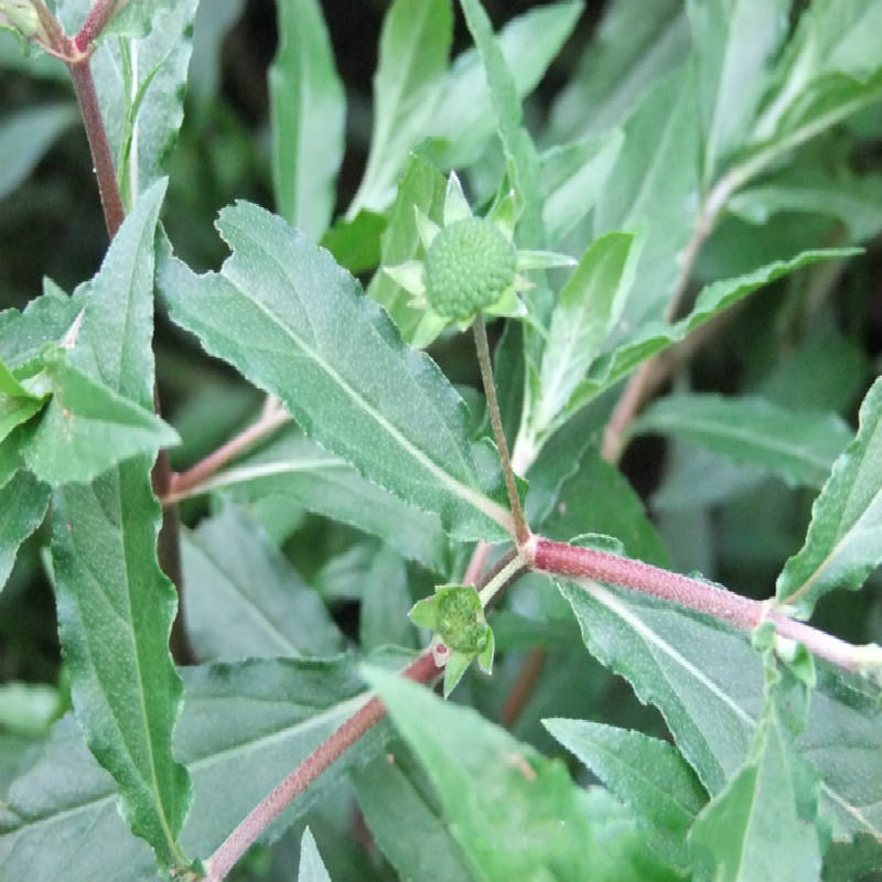 中草药旱莲草 墨旱莲 黑墨草鳢肠草 晒干的干草非种植