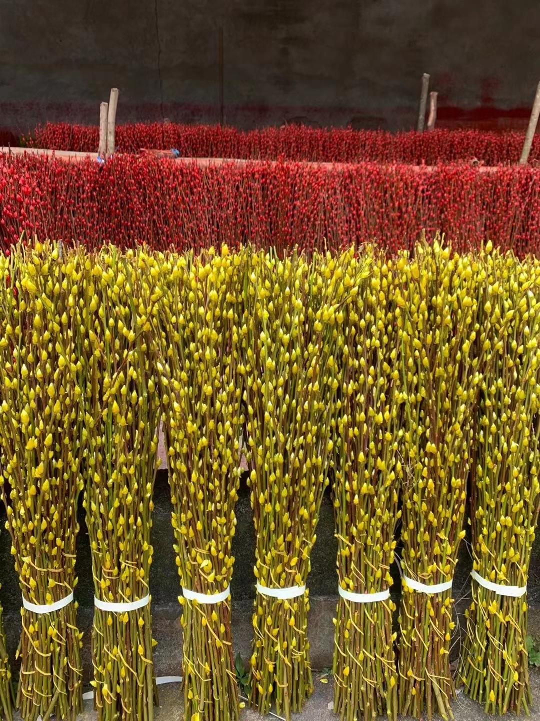 银柳七彩柳厂家基地直发80公分高年宵花插福桶,11月材上新