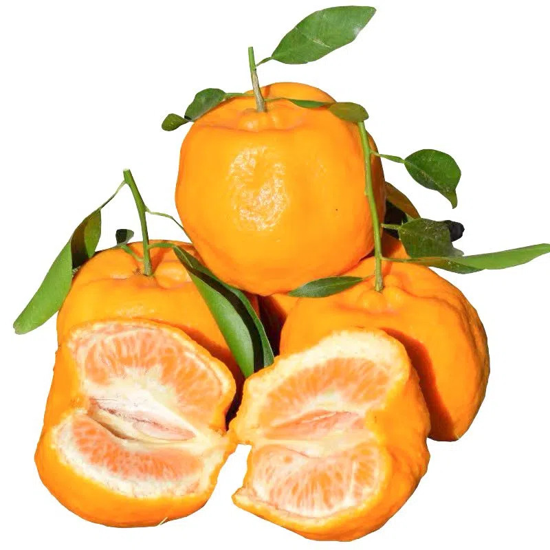 湖北椪柑新鲜水果现摘农家自种芦柑甜桔子大果丑柑橘一件代发