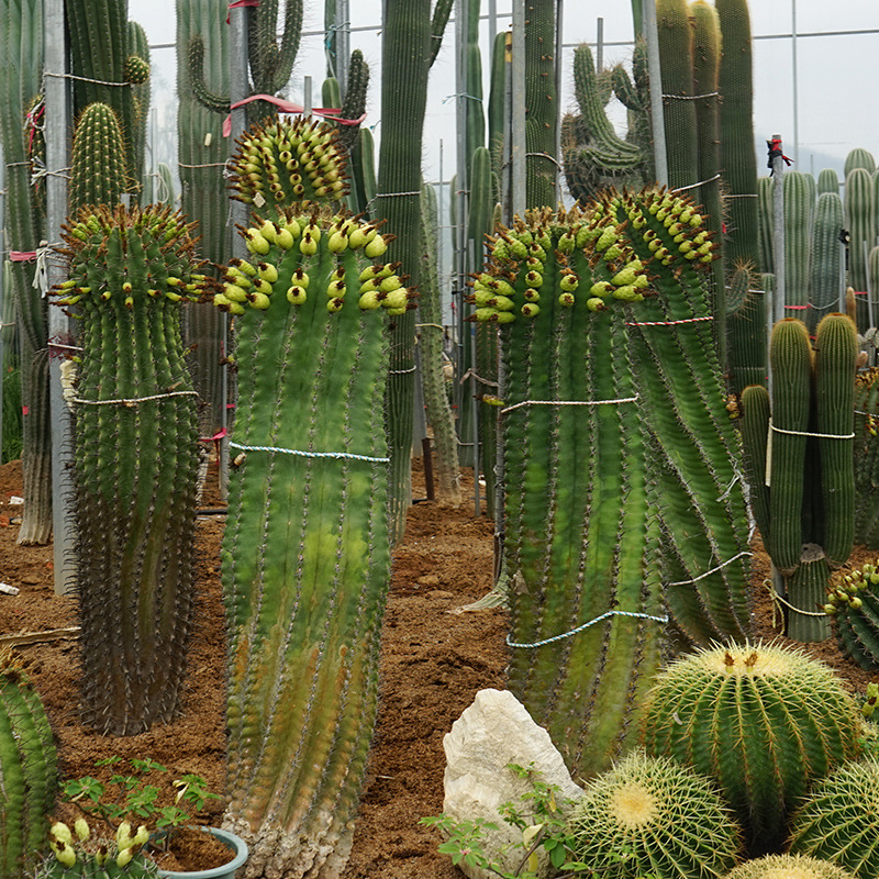 实生巨鹫玉仙人球 强刺墨西哥鱼钩球 富贵玉沙漠园林景观开花植物