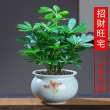 七叶莲盆栽室内鸭脚木盆景客厅八方来财四季常青绿植桌面植物