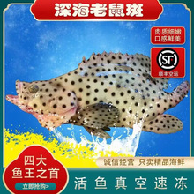 海南深海新鲜海鲜四大鱼王老鼠斑海钓斑点鱼驼背鲈石斑鱼