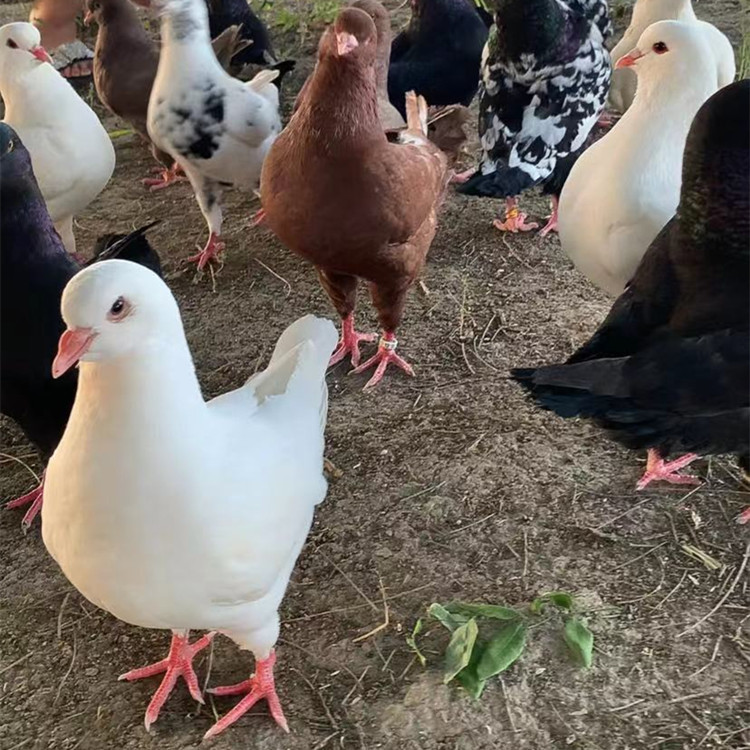 白羽王种鸽批发 白羽鸽子 白羽王鸽几个月可繁殖