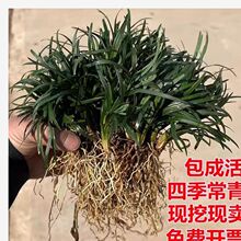 日本矮麦冬草苗矮化玉龙草带土草坪地被植物耐寒四季常绿免修剪草