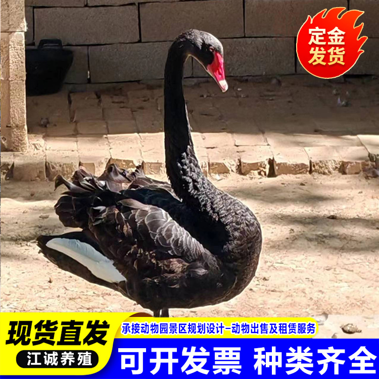 公园观赏成年黑天鹅活体 脱温黑天鹅幼苗价格 出售成对水禽黑天鹅