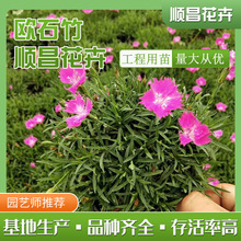 欧石竹耐寒宿根花卉公园街道观赏花海庭院阳台种植花卉青州欧石竹