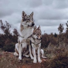 捷克狼犬幼犬活体进口双血统狼王幼崽纯种大型猎犬护卫犬家养看家