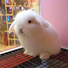宠物兔子活物侏儒兔活体小型迷你海棠凤眼西施茶杯兔长不大垂耳兔