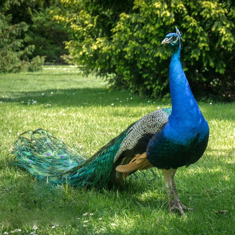 广东省孔雀活体成年孔雀五年孔雀出租孔雀景区观赏动物