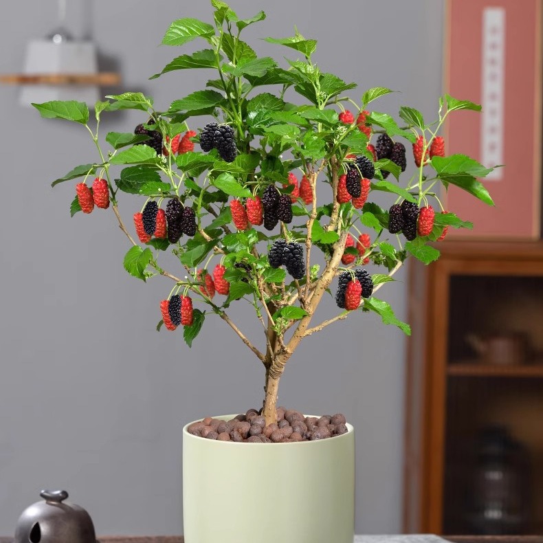 桑葚树苗盆栽室外阳台庭院结果植物南北方种植四季水果绿植花卉