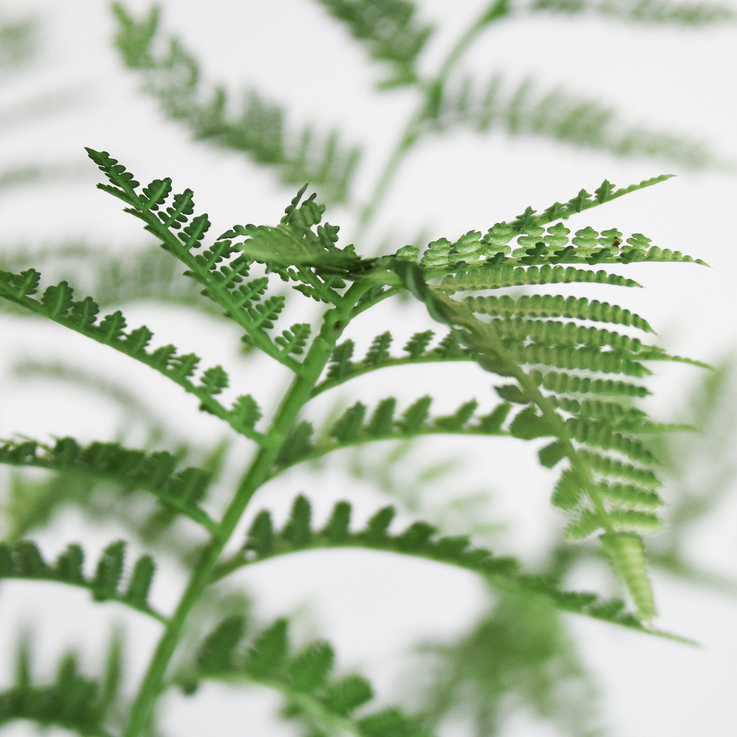 仿真猴蕨头树仿真绿植蕨草软装室内落地装饰蕨类盆栽猴头蕨盆景