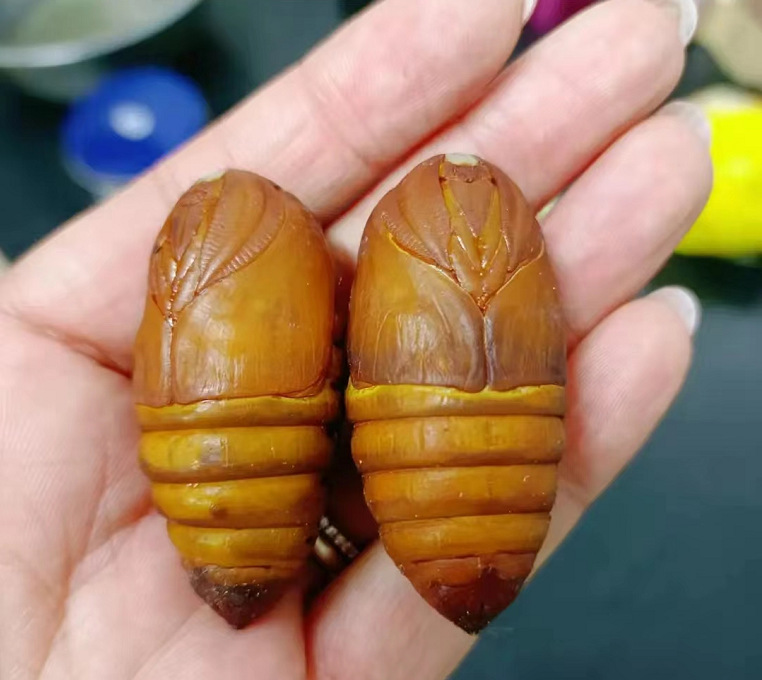 东北西丰茧蛹黄蛹新鲜茧蛹1斤包邮